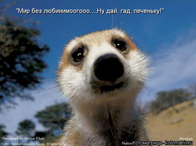 "Мир без любииимоогооо....Ну дай, гад, печеньку!"... Котоматрица: "Мир без любииимоогооо....Ну дай, гад, печеньку!"
