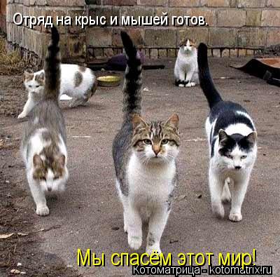 Отряд на крыс и мышей готов. Мы спасём этот мир!... Котоматрица: Отряд на крыс и мышей готов. Мы спасём этот мир!