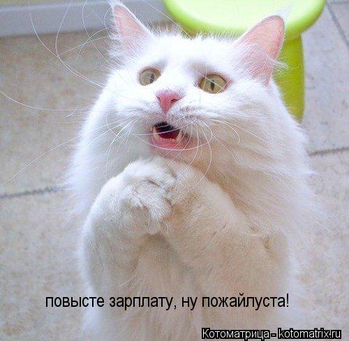 повысте зарплату, ну пожайлуста!... Котоматрица: повысте зарплату, ну пожайлуста!