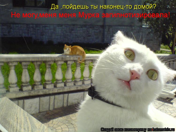 Да ,пойдешь ты наконец-то домой? Не могу,меня меня Мурка загипнотизировала!... Котоматрица: Да ,пойдешь ты наконец-то домой? Не могу,меня меня Мурка загипнотизировала!