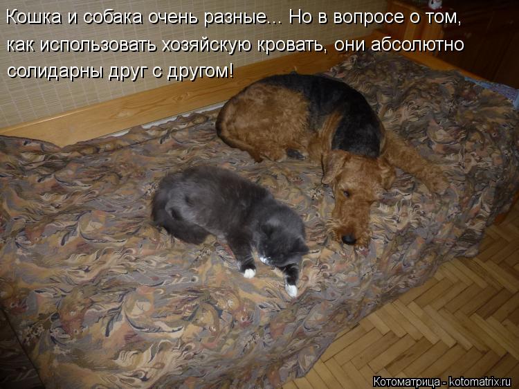 Котоматрица: Кошка и собака очень разные... Но в вопросе о том, как использовать хозяйскую кровать, они абсолютно солидарны друг с другом!