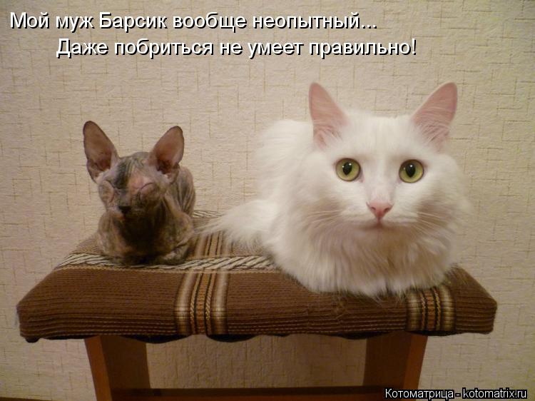 Мой муж Барсик вообще неопытный... Даже побриться не умеет правильно!... Котоматрица: Мой муж Барсик вообще неопытный... Даже побриться не умеет правильно!
