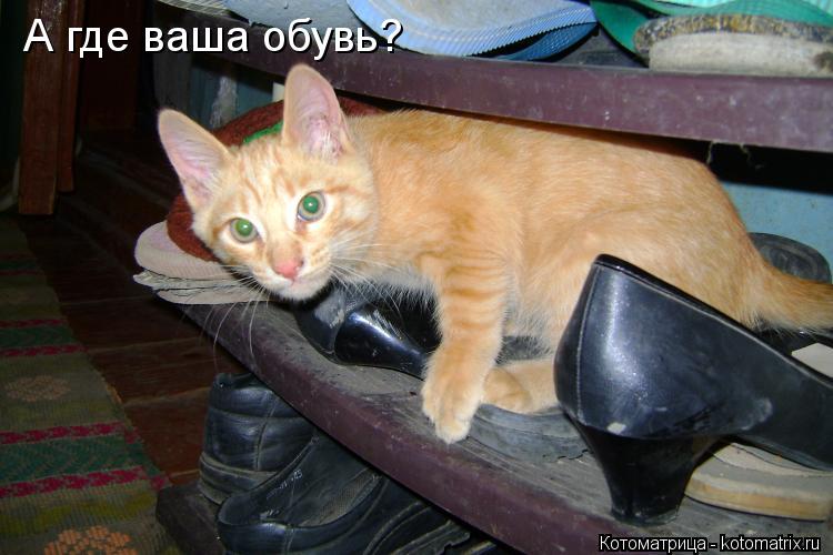 А где ваша обувь?... Котоматрица: А где ваша обувь?