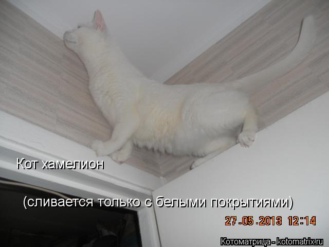 Кот хамелион (сливается только с белыми покрытиями)... Котоматрица: Кот хамелион (сливается только с белыми покрытиями)