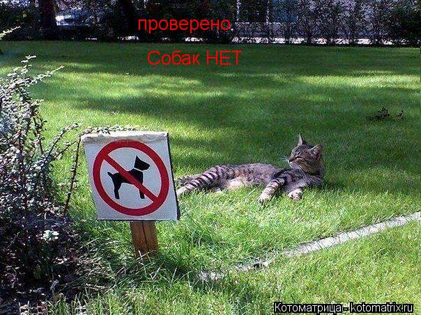 проверено Собак НЕТ... Котоматрица: проверено Собак НЕТ