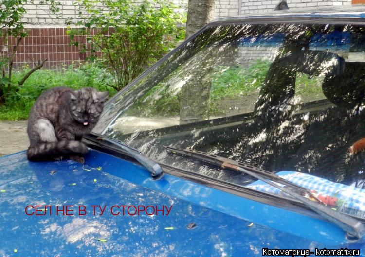 Котоматрица: СЕЛ НЕ В ТУ СТОРОНУ