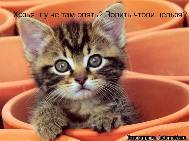 Хозья, ну че там опять? Попить чтоли нельзя?... Котоматрица: Хозья, ну че там опять? Попить чтоли нельзя?