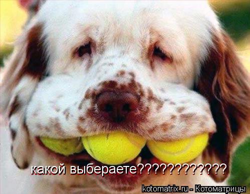какой выбераете???????????? какой выбераете????????????... Котоматрица: какой выбераете???????????? какой выбераете????????????