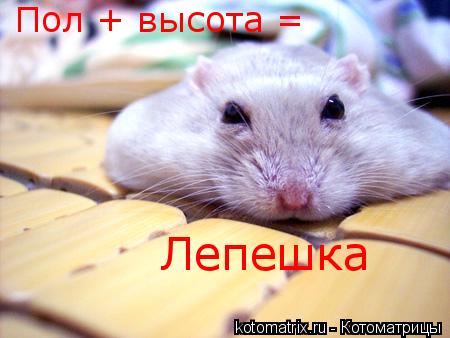 Пол + высота = Лепешка... Котоматрица: Пол + высота = Лепешка