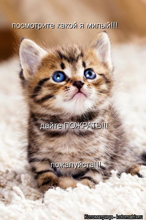 Котоматрица: посмотрите какой я милый!!! посмотрите какой я милый!!! дайте ПОЖРАТЬ!!! пожалуйста!!!