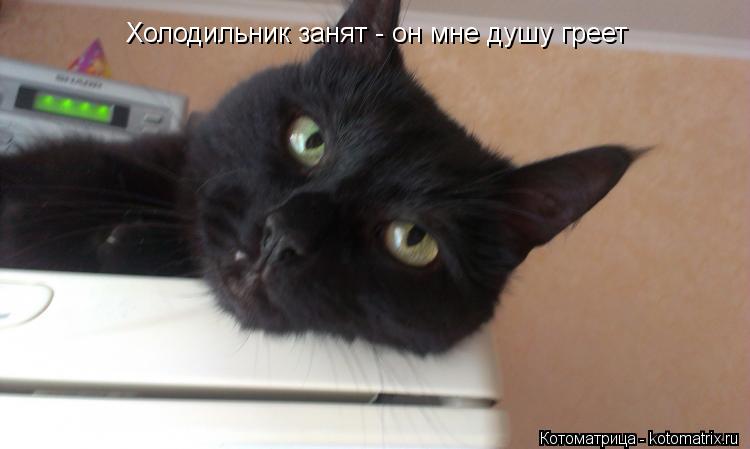 Холодильник занят - он мне душу греет... Котоматрица: Холодильник занят - он мне душу греет