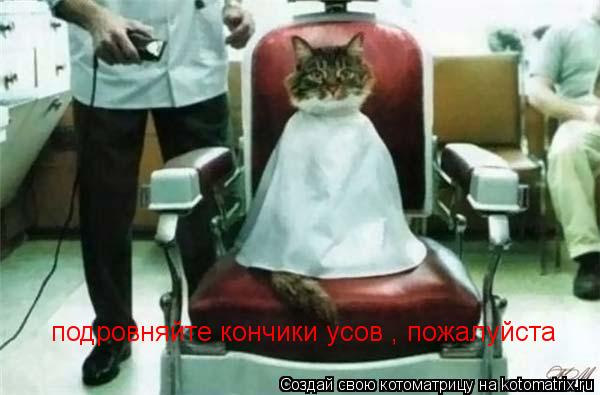 подровняйте кончики усов , пожалуйста... Котоматрица: подровняйте кончики усов , пожалуйста