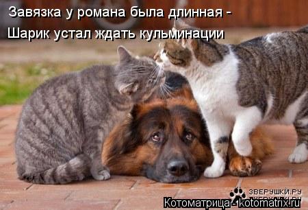 Завязка у романа была длинная - Шарик устал ждать кульминации... Котоматрица: Завязка у романа была длинная - Шарик устал ждать кульминации