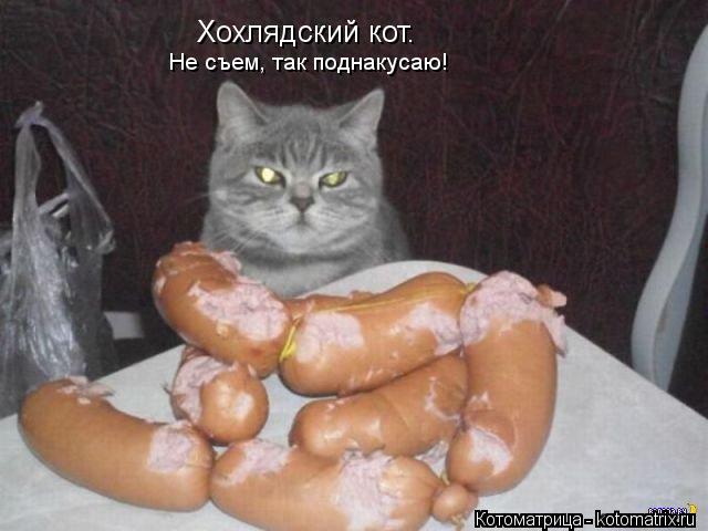Котоматрица: Хохлядский кот. Не съем, так поднакусаю!