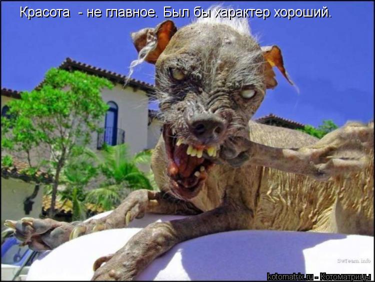 Красота - не главное. Был бы характер хороший.... Котоматрица: Красота - не главное. Был бы характер хороший.
