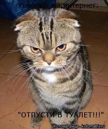 говорил же,интернет: говорил же,интернет: "ОТПУСТИ В ТУАЛЕТ!!!" "ОТПУСТИ В ТУАЛЕТ!!!"... Котоматрица: говорил же,интернет: говорил же,интернет: "ОТПУСТИ В ТУАЛЕТ!!!" "ОТПУСТИ В ТУАЛЕТ!!!"