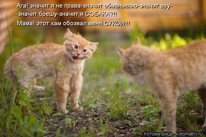 Ага! значит я не права-значит обманываю-значит вру- -значит брешу-значит я СОБАКА?!! Мама! этот хам о... Котоматрица: Ага! значит я не права-значит обманываю-значит вру- -значит брешу-значит я СОБАКА?!! Мама! этот хам обозвал меня СУКОЙ!!!