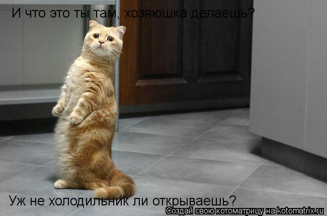 И что это ты там, хозяюшка делаешь? Уж не холодильник ли открываешь?... Котоматрица: И что это ты там, хозяюшка делаешь? Уж не холодильник ли открываешь?