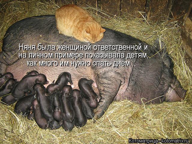 Няня была женщиной ответственной и на личном примере показывала детям, как много им нужно спать днём... Котоматрица: Няня была женщиной ответственной и на личном примере показывала детям, как много им нужно спать днём...