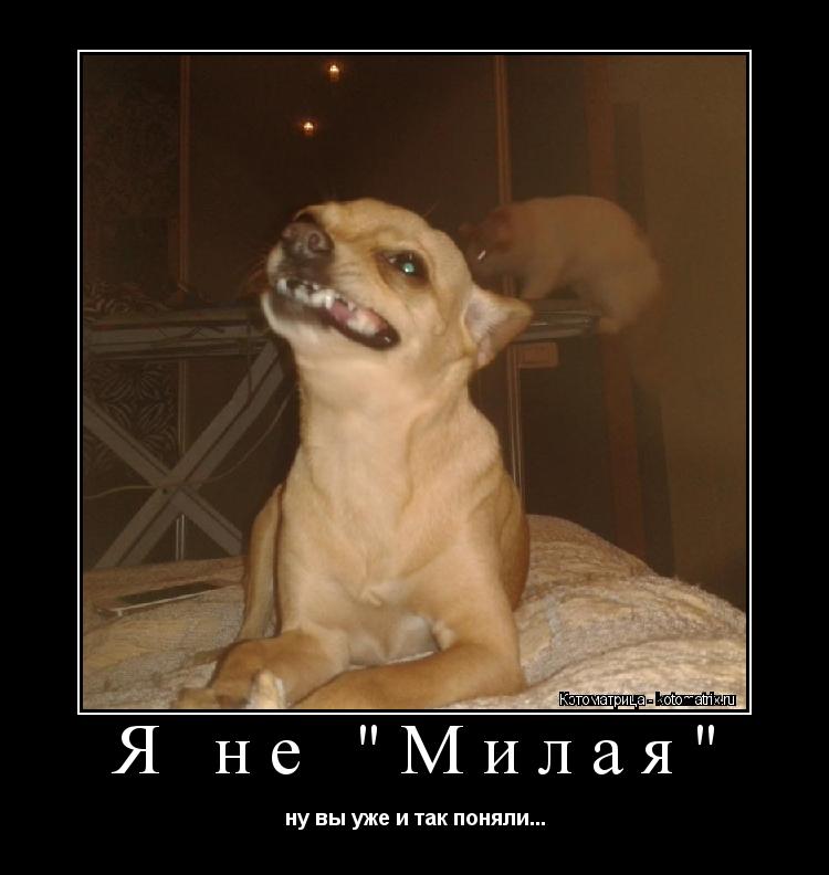 Я не "Милая" ну вы уже и так поняли...... Котоматрица: Я не "Милая" ну вы уже и так поняли...