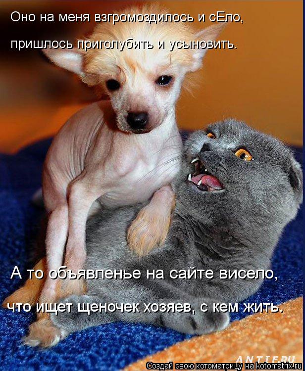 Оно на меня взгромоздилось и сЕло, А то объявленье на сайте висело, пришлось приголубить и усыновит... Котоматрица: Оно на меня взгромоздилось и сЕло, А то объявленье на сайте висело, пришлось приголубить и усыновить. что ищет щеночек хозяев, с кем жить.
