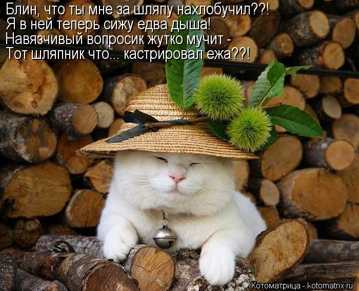 Котоматрица: Блин, что ты мне за шляпу нахлобучил??! Я в ней теперь сижу едва дыша! Навязчивый вопросик жутко мучит - Тот шляпник что... кастрировал ежа??!