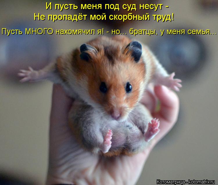 И пусть меня под суд несут - Не пропадёт мой скорбный труд! Пусть МНОГО нахомячил я! - но... братцы,... Котоматрица: И пусть меня под суд несут - Не пропадёт мой скорбный труд! Пусть МНОГО нахомячил я! - но... братцы, у меня семья...