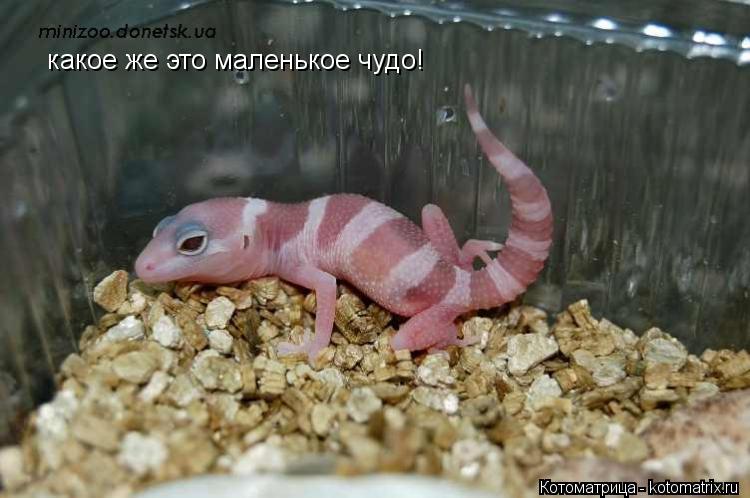 Котоматрица: какое же это маленькое чудо!