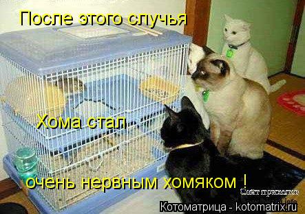 После этого случья Хома стал очень нервным хомяком !... Котоматрица: После этого случья Хома стал очень нервным хомяком !