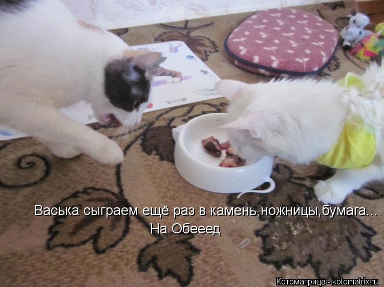 Васька сыграем ещё раз в камень,ножницы,бумага... На Обееед... Котоматрица: Васька сыграем ещё раз в камень,ножницы,бумага... На Обееед