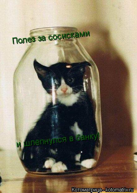 Полез за сосисками и шлёпнулся в банку!... Котоматрица: Полез за сосисками и шлёпнулся в банку!