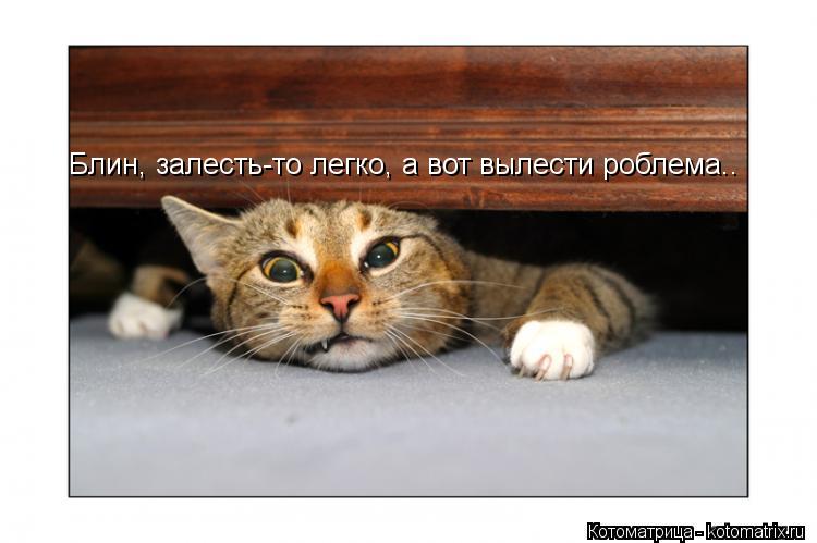 Блин, залесть-то легко, а вот вылести роблема..... Котоматрица: Блин, залесть-то легко, а вот вылести роблема..