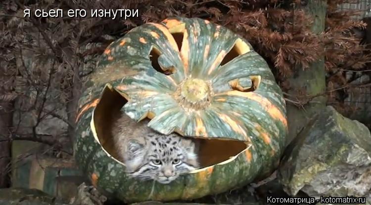 я сьел его изнутри... Котоматрица: я сьел его изнутри