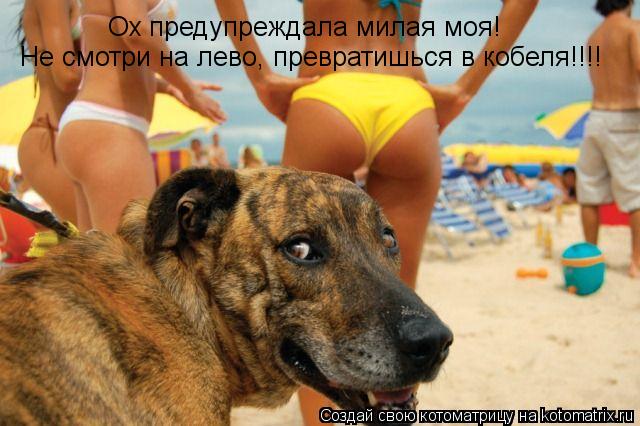 Ох предупреждала милая моя! Не смотри на лево, превратишься в кобеля!!!!... Котоматрица: Ох предупреждала милая моя! Не смотри на лево, превратишься в кобеля!!!!