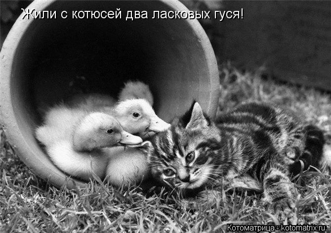 Жили с котюсей два ласковых гуся!... Котоматрица: Жили с котюсей два ласковых гуся!