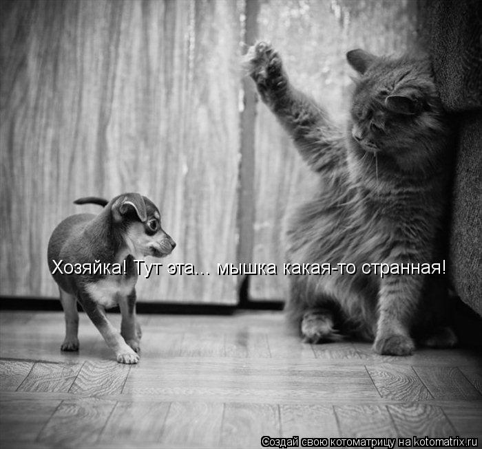 Хозяйка! Тут эта... мышка какая-то странная!... Котоматрица: Хозяйка! Тут эта... мышка какая-то странная!