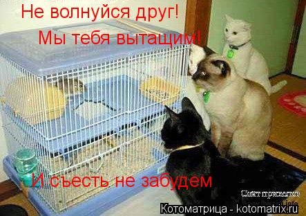 Не волнуйся друг! Мы тебя вытащим! И съесть не забудем... Котоматрица: Не волнуйся друг! Мы тебя вытащим! И съесть не забудем