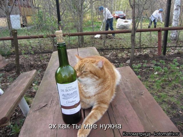 эх как ты мне нужна... Котоматрица: эх как ты мне нужна