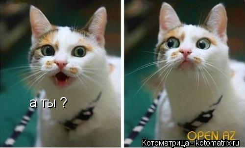 а ты ?... Котоматрица: а ты ?