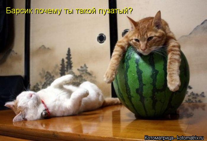 Барсик почему ты такой пузатый?... Котоматрица: Барсик почему ты такой пузатый?