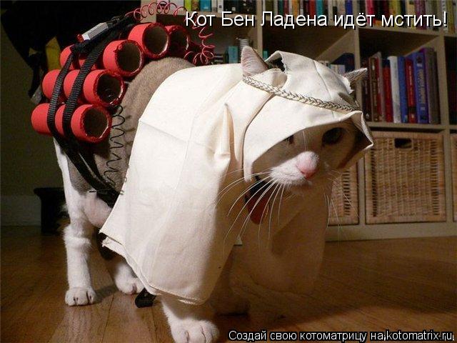 Кот Бен Ладена идёт мстить!... Котоматрица: Кот Бен Ладена идёт мстить!