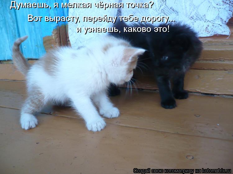 Думаешь, я мелкая чёрная точка? Вот вырасту, перейду тебе дорогу... и узнаешь, каково это!... Котоматрица: Думаешь, я мелкая чёрная точка? Вот вырасту, перейду тебе дорогу... и узнаешь, каково это!
