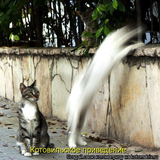 Котовильское приведение... Котоматрица: Котовильское приведение