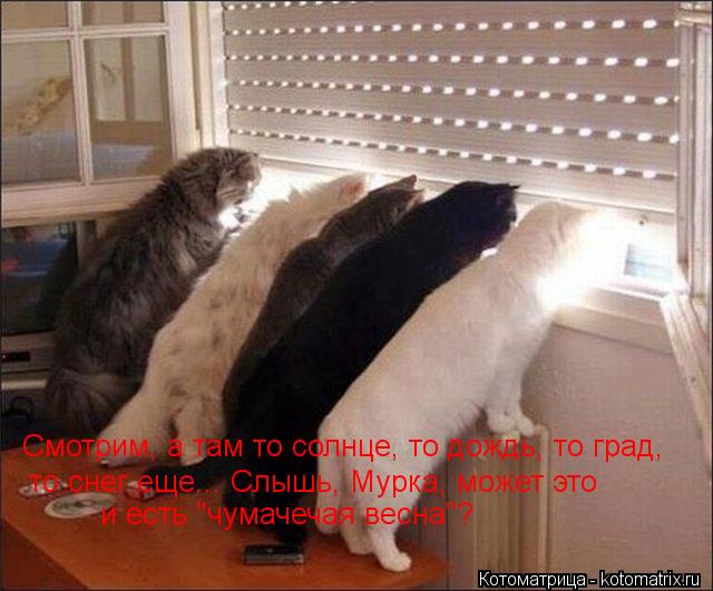 Смотрим, а там то солнце, то дождь, то град, то снег еще... Слышь, Мурка, может это и есть "чумачечая... Котоматрица: Смотрим, а там то солнце, то дождь, то град, то снег еще... Слышь, Мурка, может это и есть "чумачечая весна"?