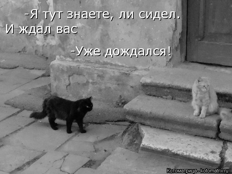 Котоматрица: Я тут знаете, ли сидел. И ждал вас -Уже дождался! -