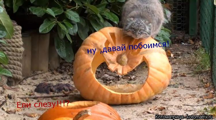 ну ,давай побоимся! Ели слезу!!!?... Котоматрица: ну ,давай побоимся! Ели слезу!!!?