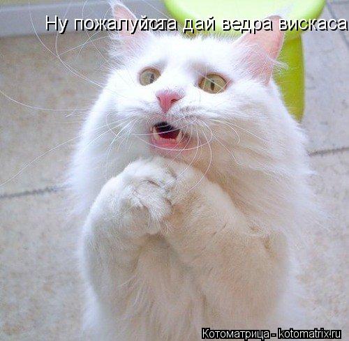 Ну Ну пожалуста Ну пожалуйста дай ведра виcкаса... Котоматрица: Ну Ну пожалуста Ну пожалуйста дай ведра виcкаса