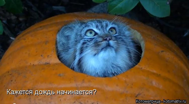 Кажется дождь начинается?... Котоматрица: Кажется дождь начинается?