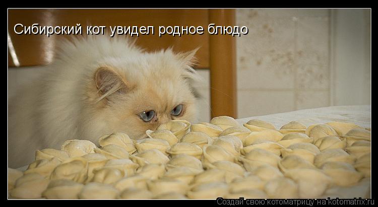 Сибирский кот увидел родное блюдо... Котоматрица: Сибирский кот увидел родное блюдо