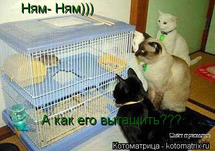Ням- Ням))) А как его вытащить???... Котоматрица: Ням- Ням))) А как его вытащить???